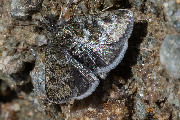 Metaxmeste phrygialis - 9606