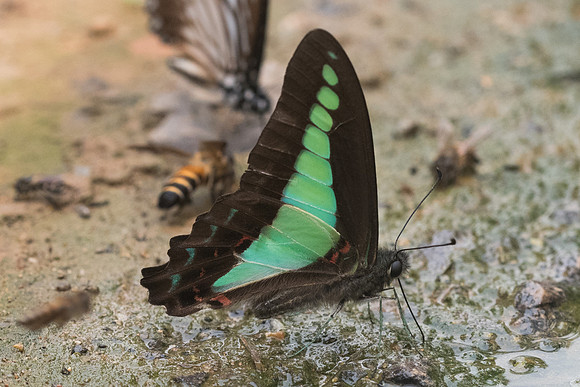 Graphium sarpedon-5539- Chiang Dao - 12/03/23