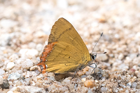 Heliophorus brahma mogoka-1526 - Chiang Dao - 11/03/23