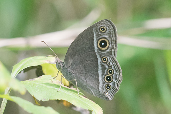 Mycalesis intermedia-4044 - Krabi - 22/11/23