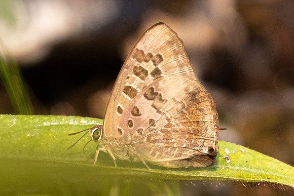 Arhopala hellenore -6768 - Doi-Suthep - 28/03/24