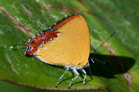 Heliophorus epicles-0524 - Chiang Dao - 16/11/23