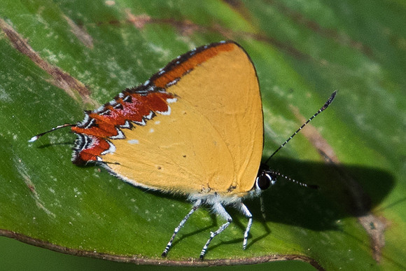 Heliophorus epicles-0524 - Chiang Dao - 16/11/23