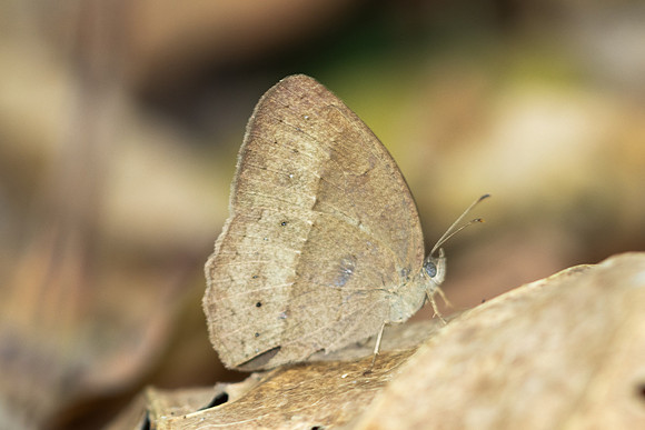Mycalesis sp-1404