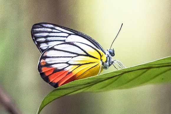 Delias hyparete metarete - Ile de Sentosa - 3/10/19