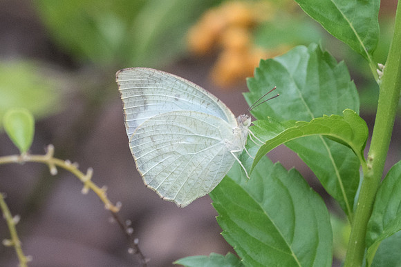 Catopsilia pyranthe pyranthe - Fort Canning - 2/10/19