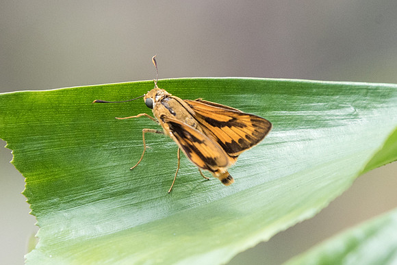 Cephrenes trichopepla