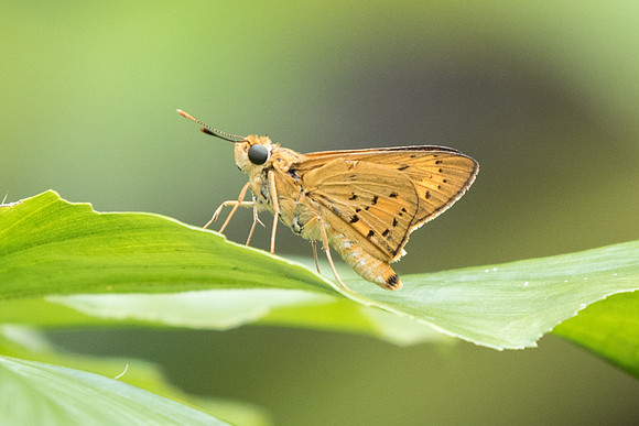 Cephrenes trichopepla