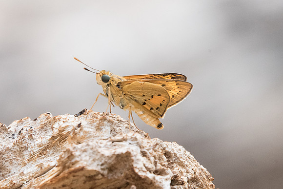 Cephrenes trichopepla    -            Ile de Sentosa - 3/10/19