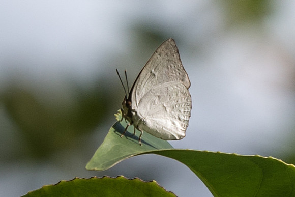Curetis santana malayica Botanical garden - 4/10/19