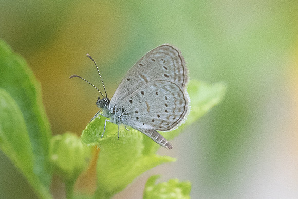 Zizula hylax pygmaea