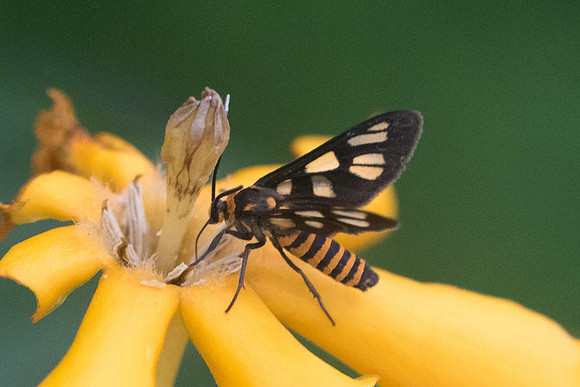 Amata huebneri - Fort Canning