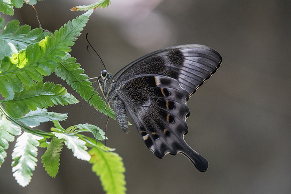 Papilio palinuris