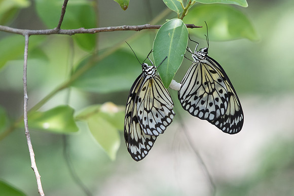 idea leuconoe