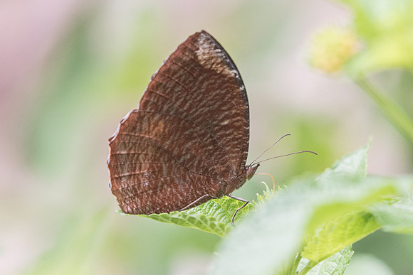 Elymnias hypermnestra agina - Fort Canning - 2/10/19