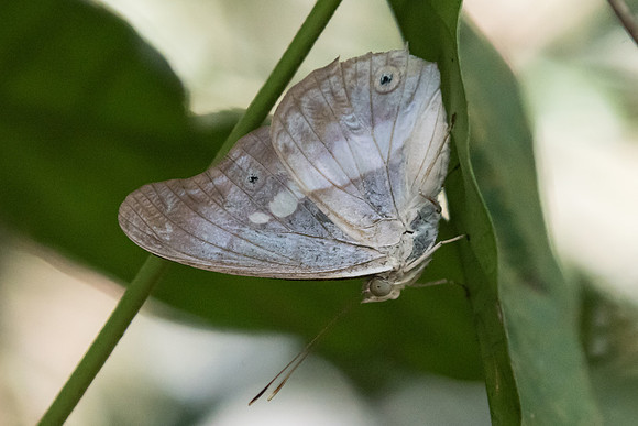 Eulaceura osteria kumana - Uper selectar reservoir - 6/10/19