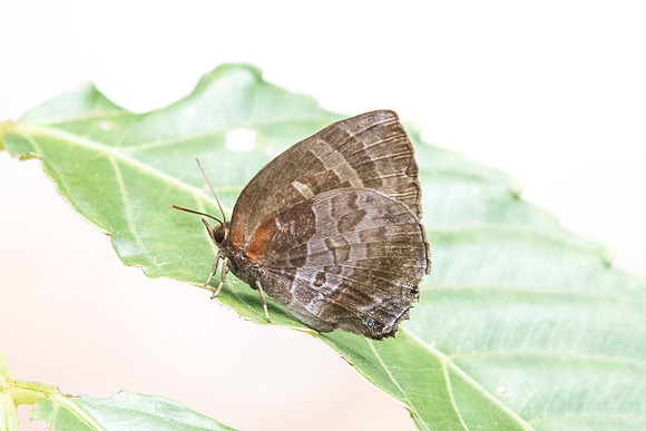 Flos apidanus saturatus- USR Uper selectar reservoir - 6/10/19