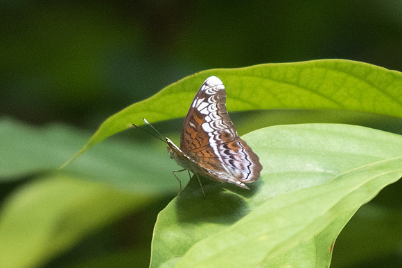 Lebadea martha malayana Uper selectar reservoir - 6/10/19