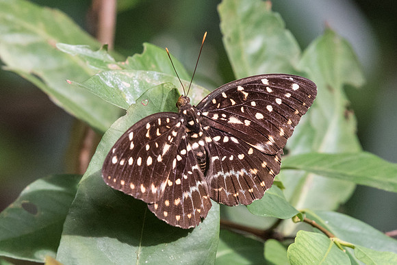 Lexias pardalis dirteana ♀ Dairy farm - 2/10/19
