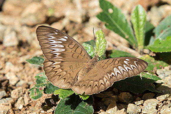 Tanaecia pelea pelea - Uper selectar reservoir - 6/10/19