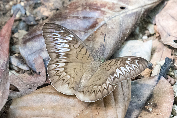 Tanaecia pelea pelea Uper selectar reservoir 6/10/19