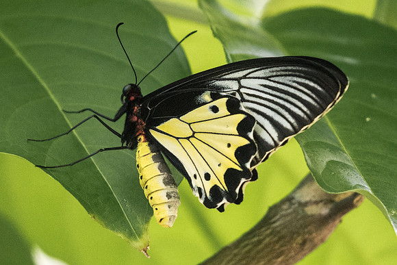 Troides helena cerberus
