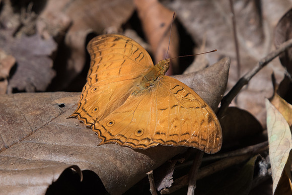Vindula dejone erotella ♂-USR 6/10/19