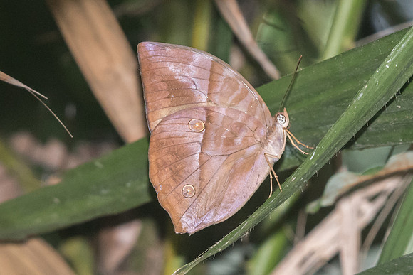 Zeuxidia amethystus amethystus                  USR   6/10/19