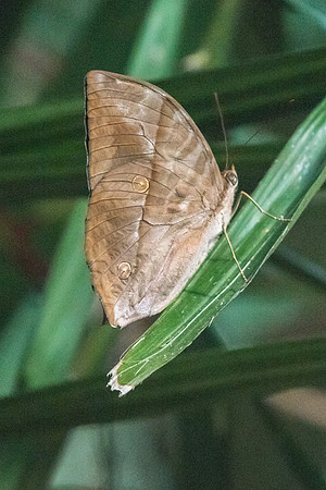 Zeuxidia amethystus amethystus- USR - 6/10/19