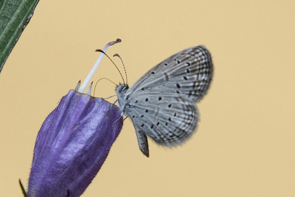 Zizula hylax pygmaea Ile de Sentosa 3/10/19