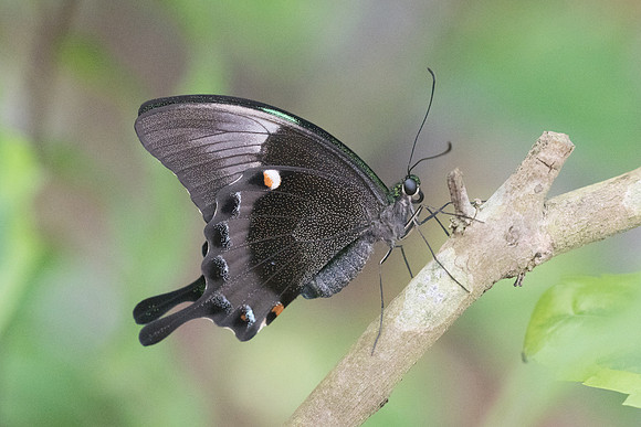 Papilio palinurus