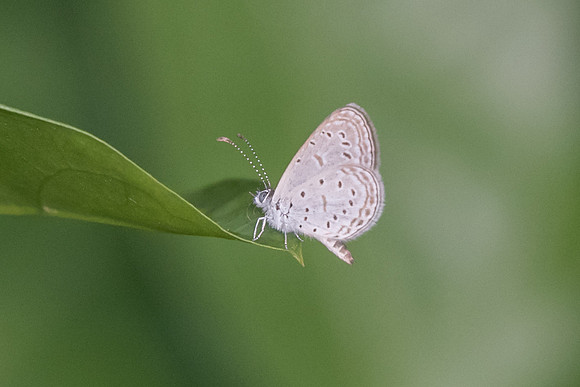 Zizula hylax pygmaea Dairy farm Singapor 7/10/19