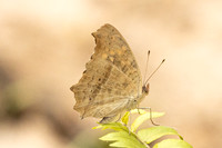 Junonia lemonias-0904