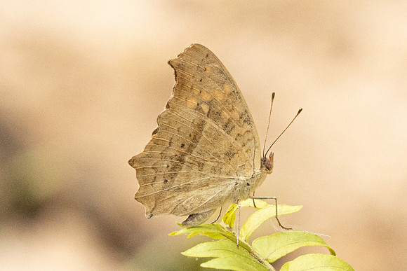 Junonia lemonias-0904