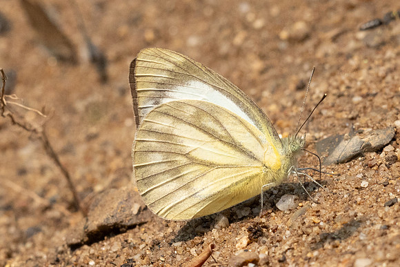 Cepora nadina-0801 - Chiang Dao - 16/03/24