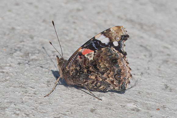 Vanessa atalanta-7303