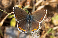 Lysandra bellargus-9418 - Artigues - 8/06/25
