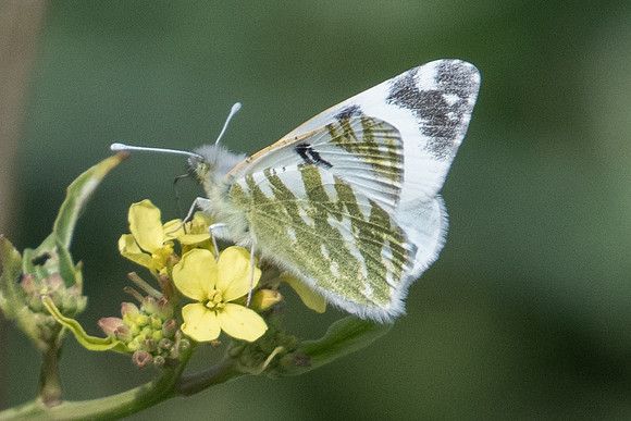 Euchloe belemia-8903 - Bolonia - 12/03/22