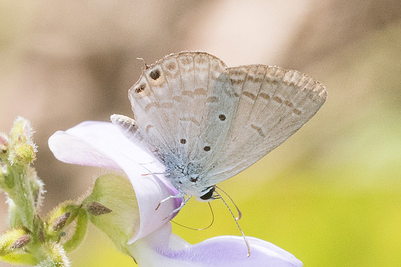 Euchrysops cnejus-8862 - Koh Samui - 16/03/23