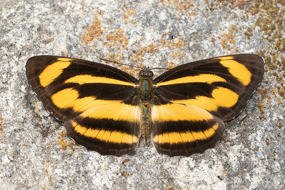 Neptis zaida-3671 - Doi Inthanon - 23/03/25