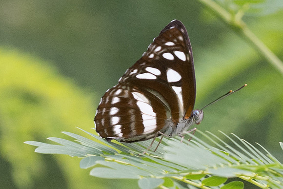 Phaedyma columella-6424 - Krabi - 25/11/23