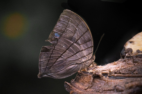Amathuxidia amythaon