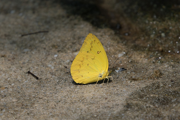 Catopsilia scylla
