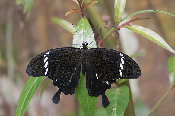 Papilio nephelus