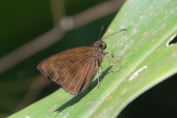 Ancistroides nigrita