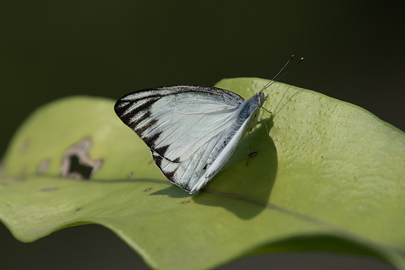 Appias libythea olferna ♂