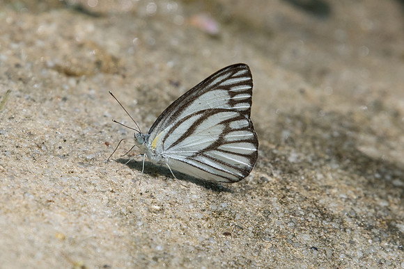 Appias libythea olferna ♂