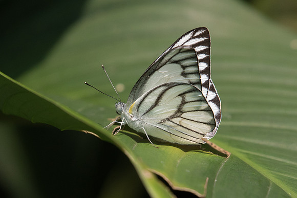 Appias libythea olferna ♂