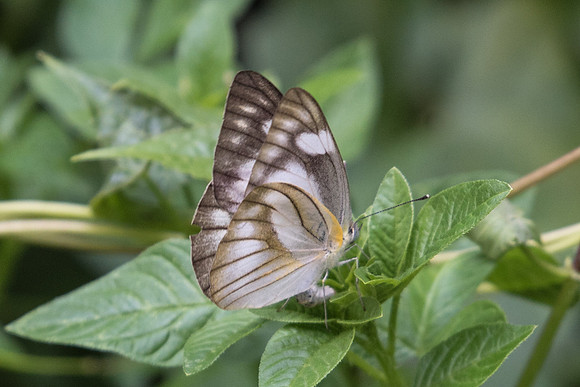 Appias libythea