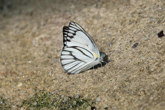 Appias libythea